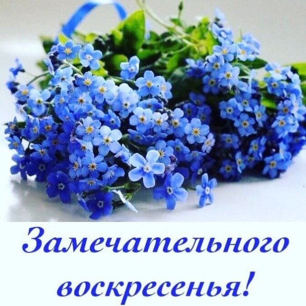 Доброе утро незабудки