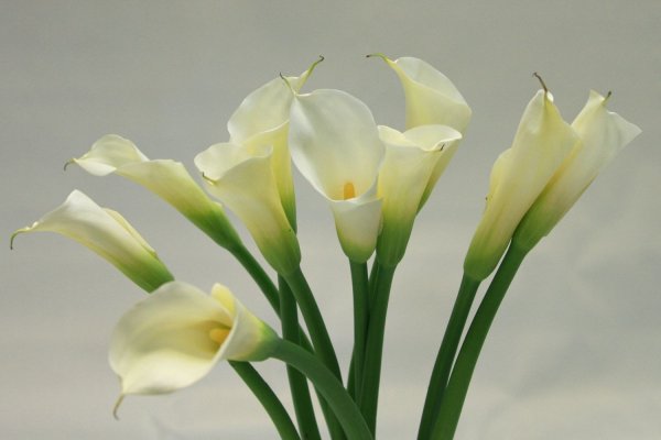 Calla Lily цветок