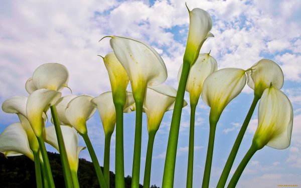 Калла морнинг Сан