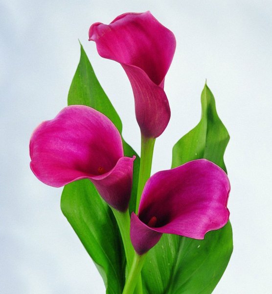 Каллы цветы