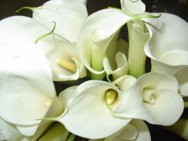 Изящные букеты каллы