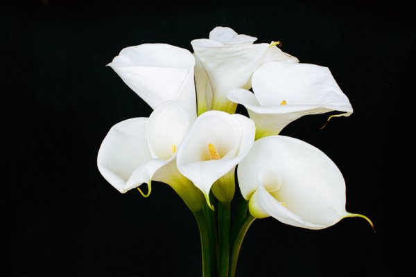 Крупные каллы