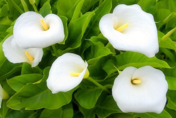 Калла эфиопская КОЛОРЛАЙН