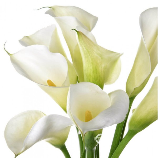 Белая Калла цветок