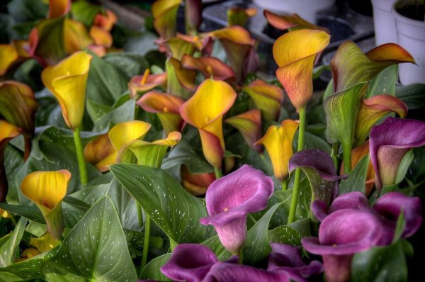 Зантедеския (Калла) (Zantedeschia)