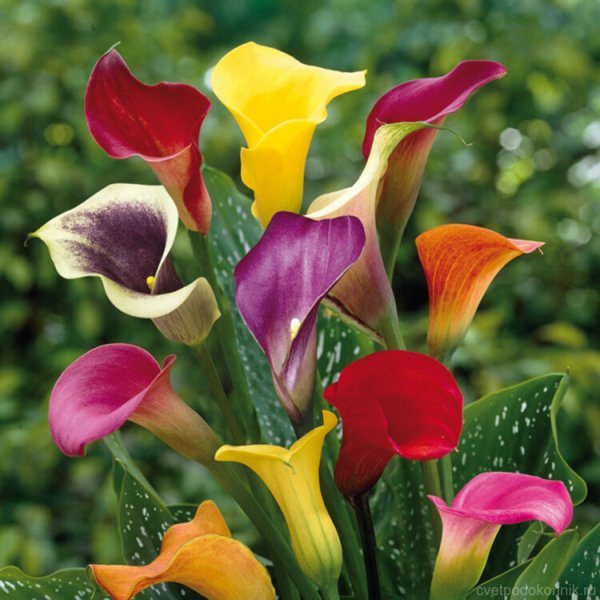 Калла Капитан Лидо