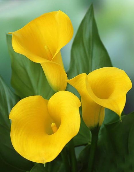 Цветок Калла Саншайн