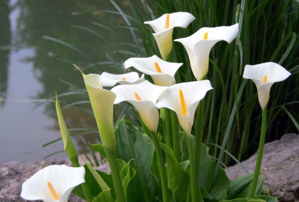 Калла, или белокрыльник