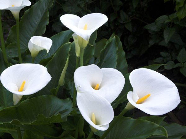 Белокрыльник спатифиллум