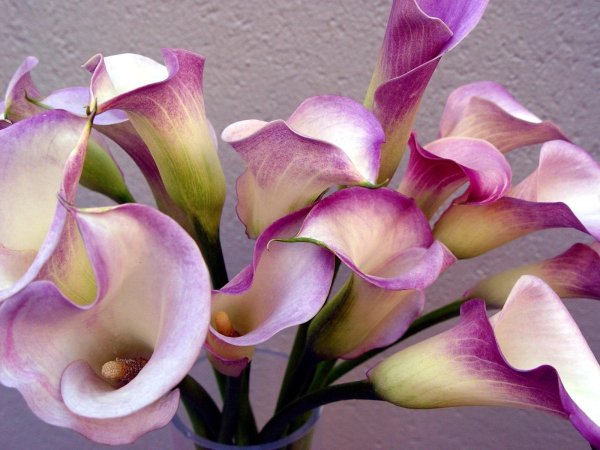 Калла Каптейн Мелроуз