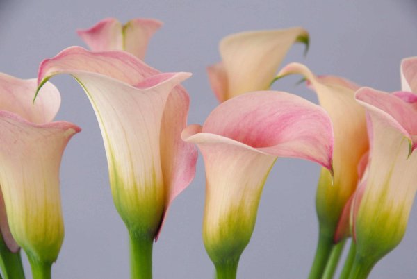 Калла Капитан Промис