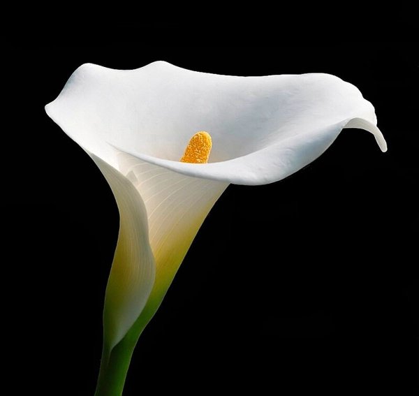 Калла Самур