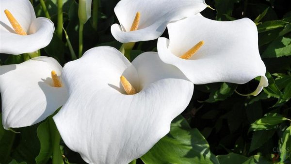 Calla Lily. Zantedeschia aethiopica