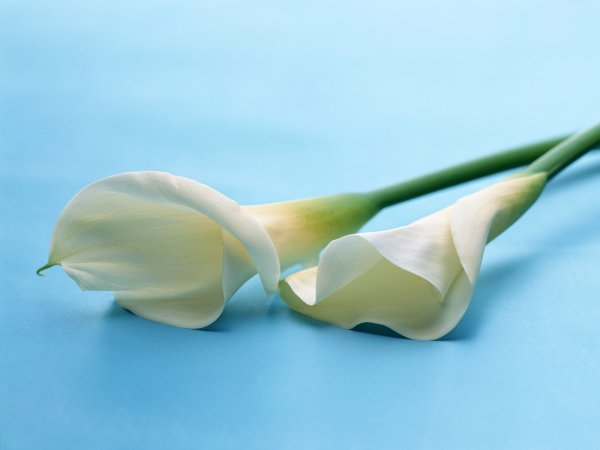 Calla Lily цветок