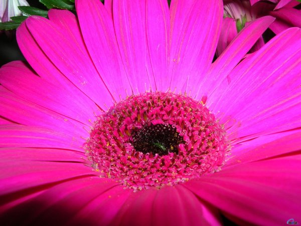 Розовые герберы