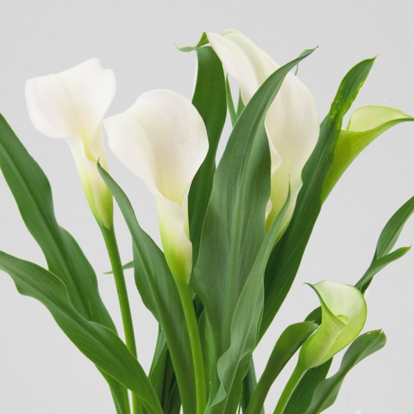 Calla Lilies Flowers