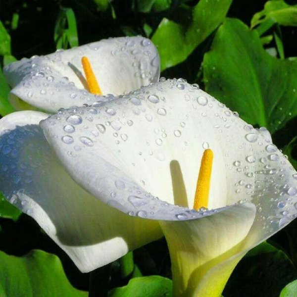 Красивые цветы коалы