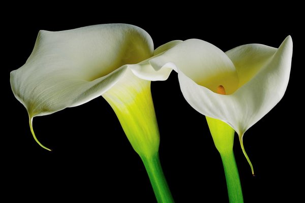 Калла Капитан Промис