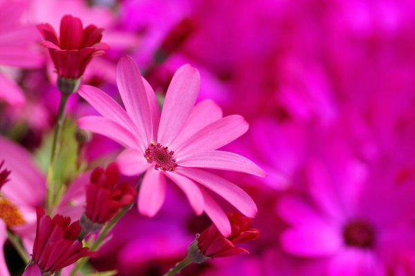 Цветы ярко малиновый