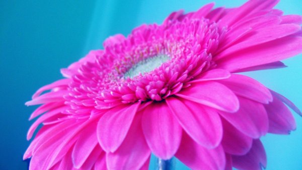 Яркие цветы