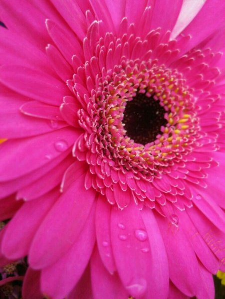 Гербера фуксия