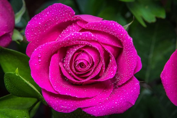 Розы цвета фуксии