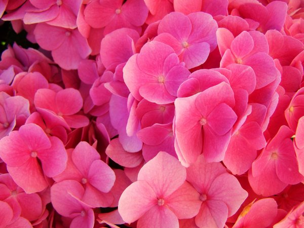Pink Hydrangea