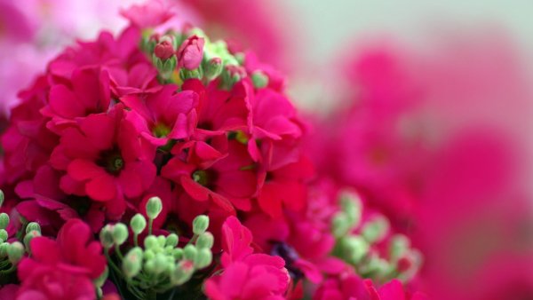 Ярко розовые цветы