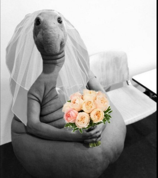 Ждун свадьба