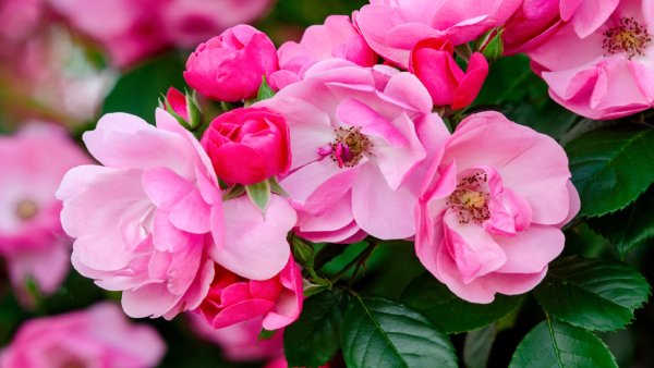 Розовые цветы