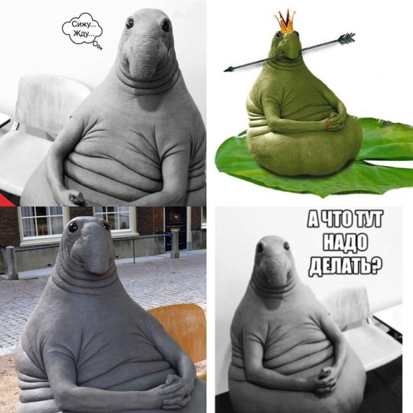 Морской слон Ждун