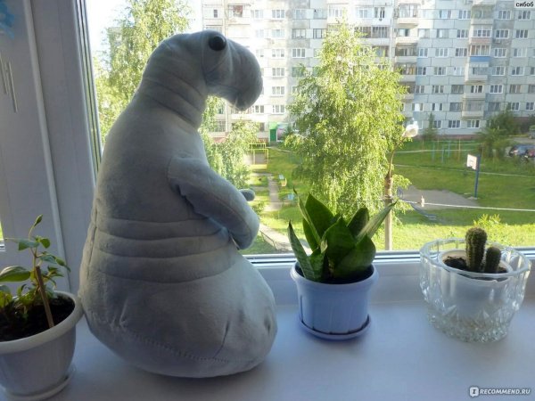 Ждун ждет зарплату