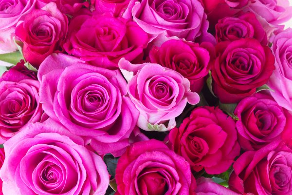 Розы Пинк Фловерс