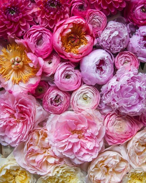 Роза Эквадор Пинк Флойд