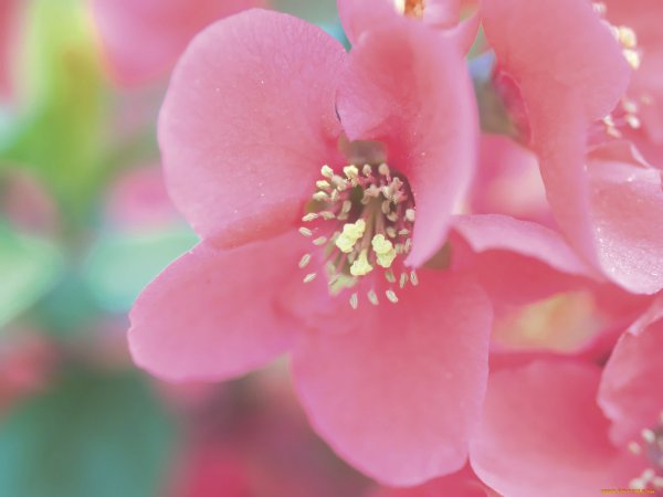 Красивые цвета