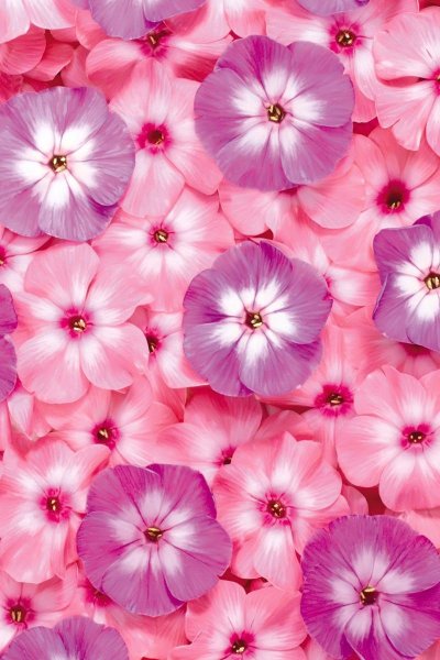 Роза кустовая Аврора