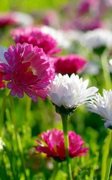 Цветы с именами