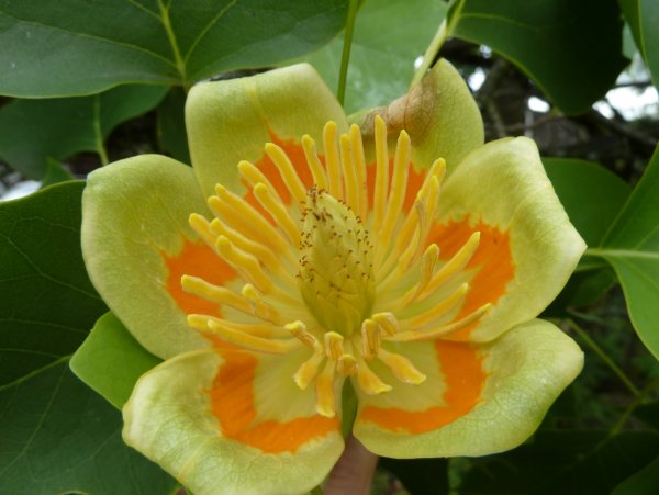 Liriodendron tulipifera тюльпановое дерево