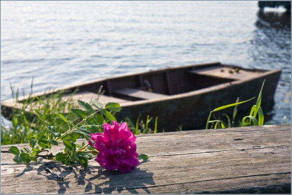 Цветы на Пристани