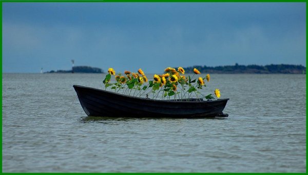 Цветы в лодке