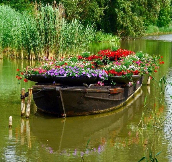 Цветы у реки