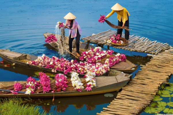 Кувшинки реки Меконг