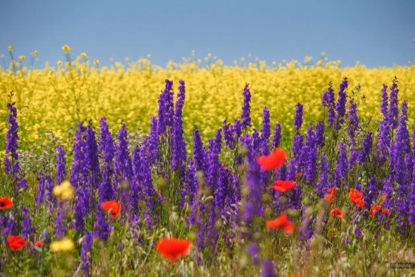 Лавандовые и маковые поля в Крыму