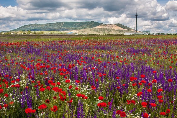 Степи Крыма маки цветение