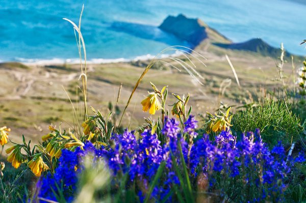 Цветы полевые в Коктебеле