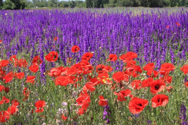 Луговые цветы Крыма