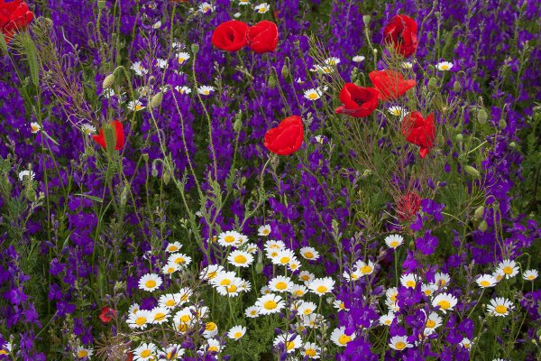 Полевые цветы Крыма дельфиниум