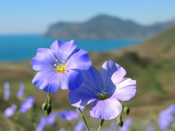 Крымские цветы