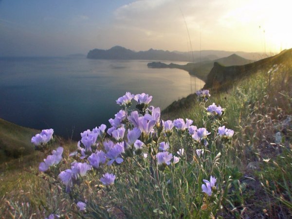 Горы Крыма море цветы