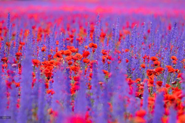 Маковые поля в Крыму